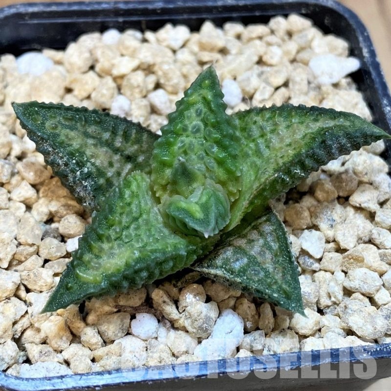 SH29411 Haworthia 'Niomon'