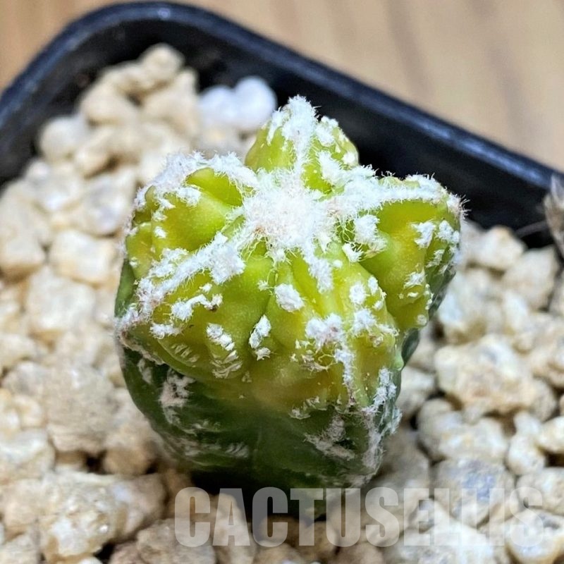 SH29444 Astrophytum myriostigma ‘Fukuryu’ f. variegata, seedling