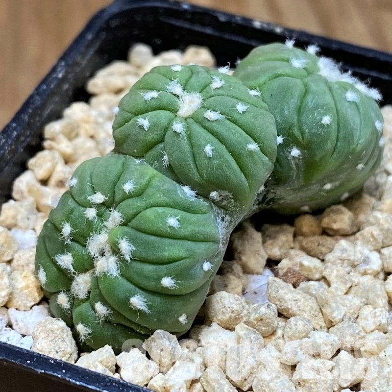 SH29445 Astrophytum asterias ‘Lizard Skin’ f. cristata