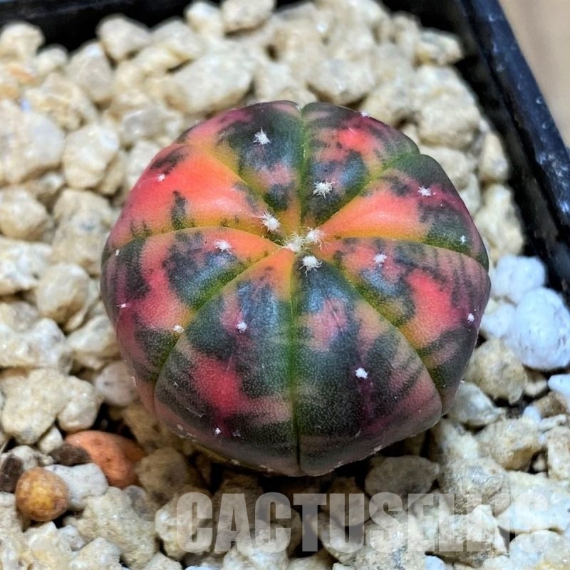 SH29446 Astrophytum asterias ‘Red Purple Skin’ f. variegata