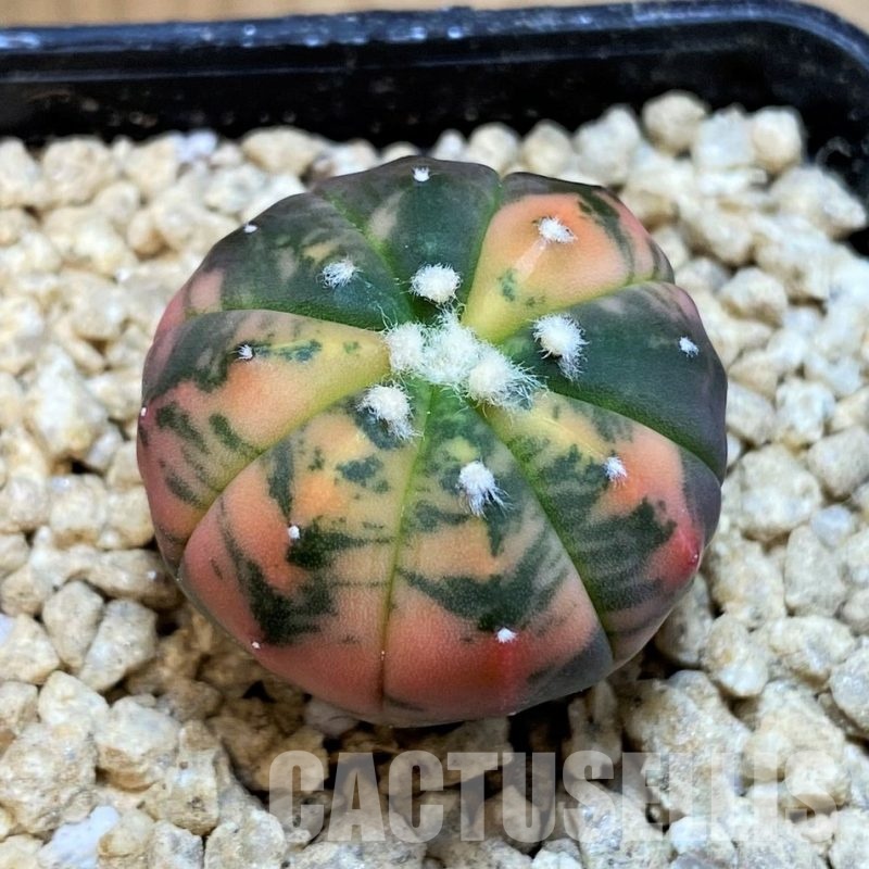 SH29447 Astrophytum asterias ‘Red Purple Skin’ f. variegata