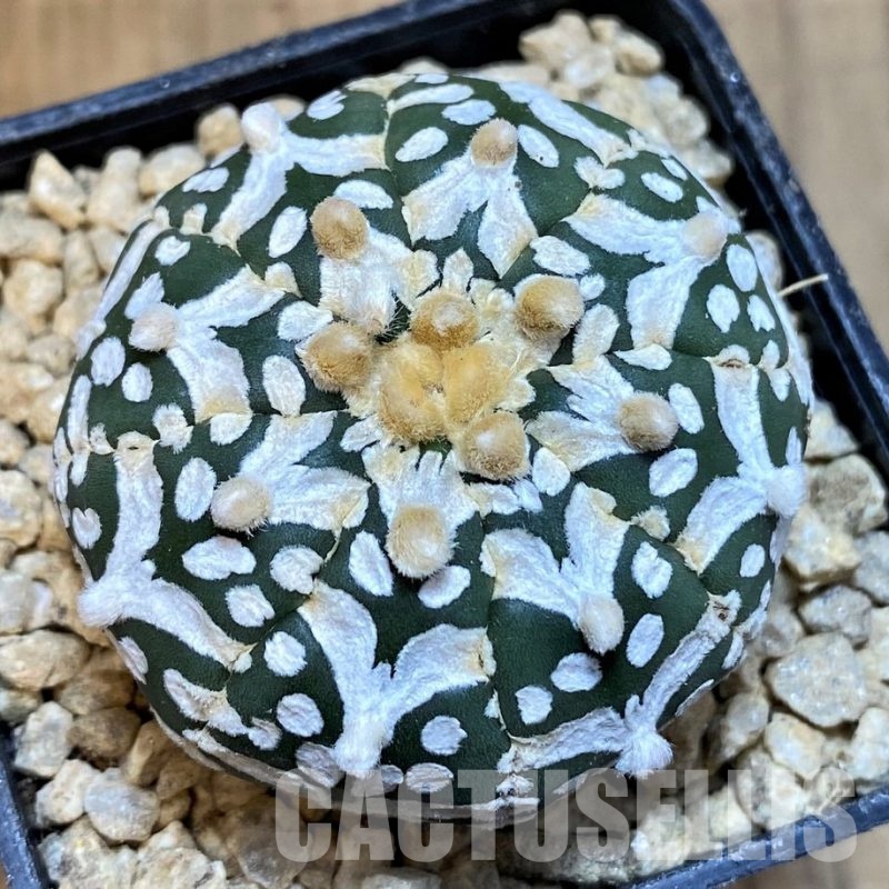 SH29448 Astrophytum asterias ‘Super Kabuto’ V-type f. nudum