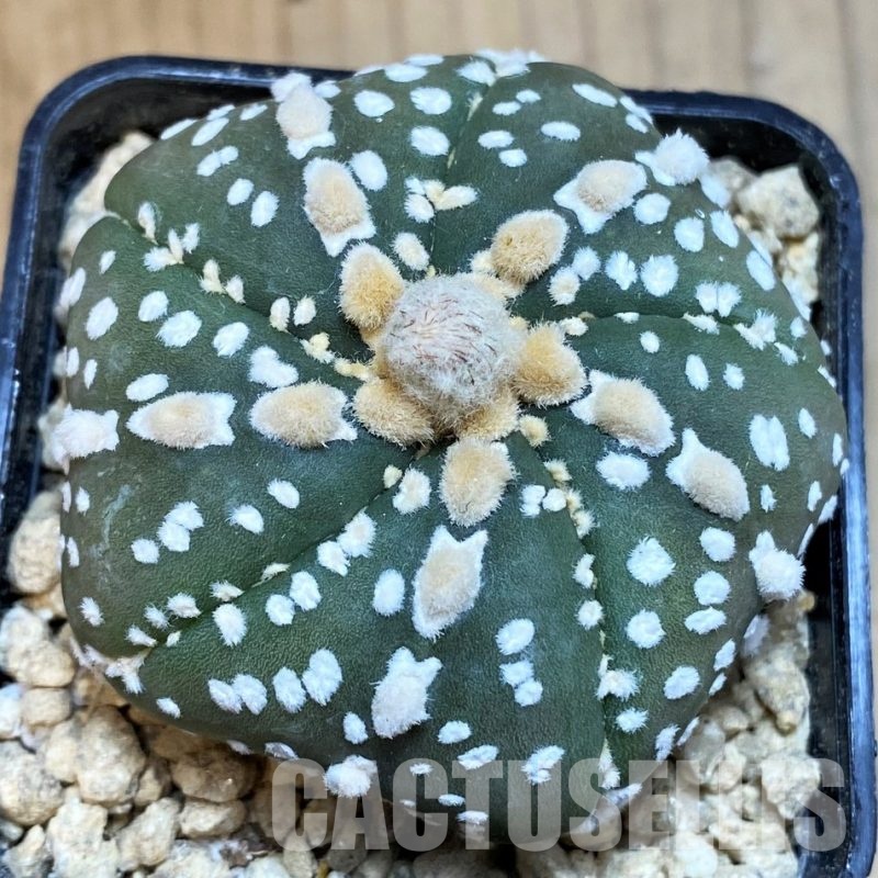 SH29449 Astrophytum asterias ‘Super Kabuto’ V-type f. nudum, 5 ribs