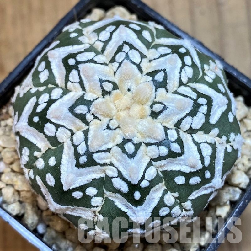 SH29450 Astrophytum asterias ‘Super Kabuto’ V-type f. nudum