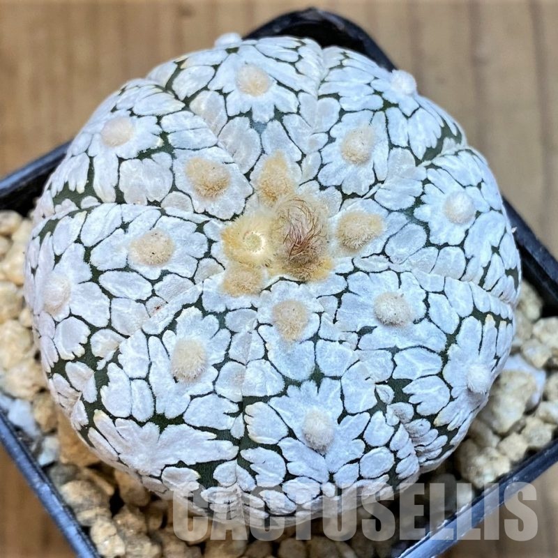 SH29451 Astrophytum asterias 'Super Kabuto Snow'