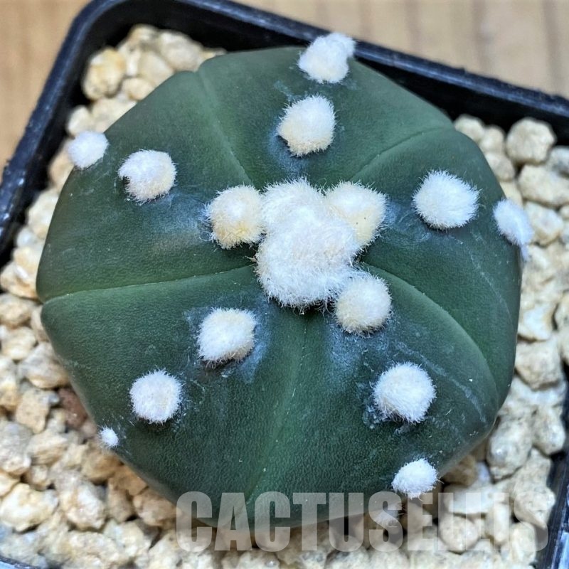 SH29452 Astrophytum asterias 'Ooibo', 5 ribs