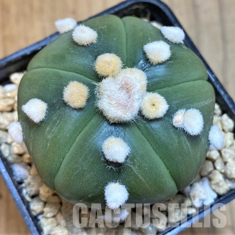 SH29453 Astrophytum asterias 'Ooibo', 5 ribs