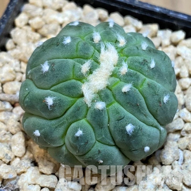 SH29454 Astrophytum asterias f. cristata