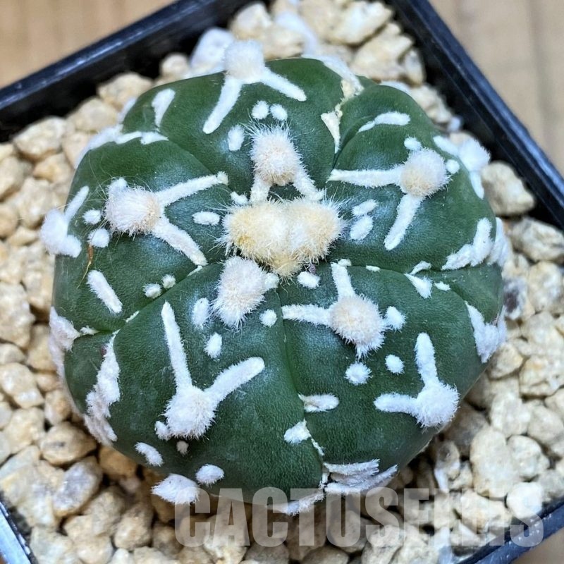 SH29455 Astrophytum asterias ‘Super Kabuto’ V-type f. nudum, 5 ribs
