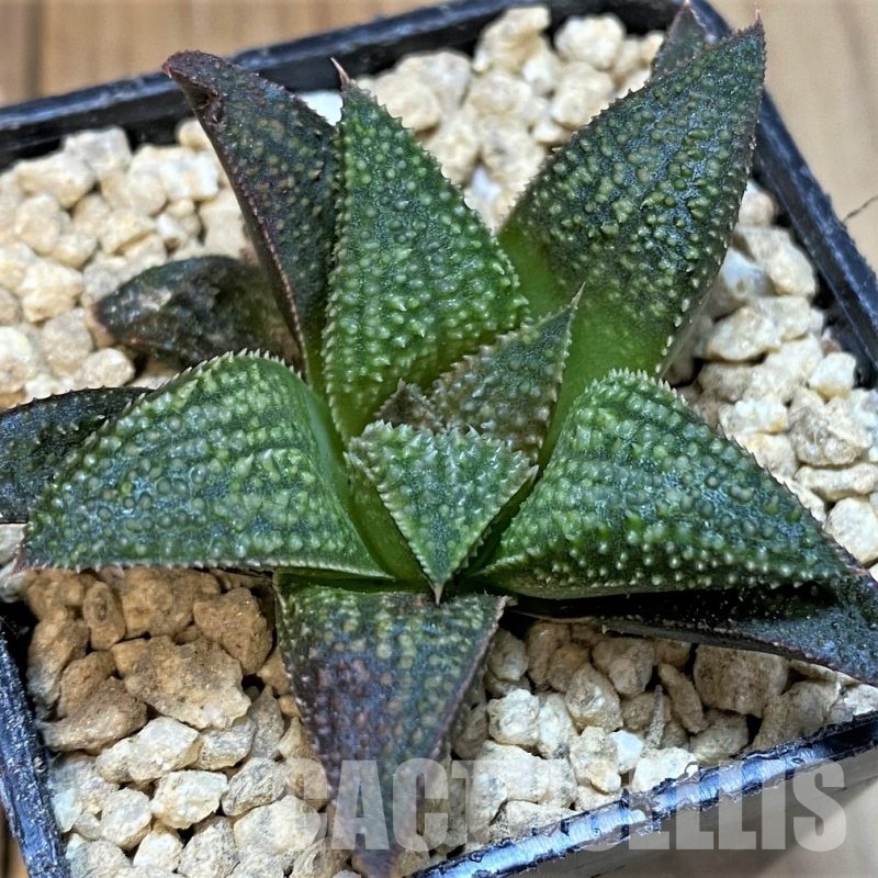 SH29412 Haworthia 'Asyura'
