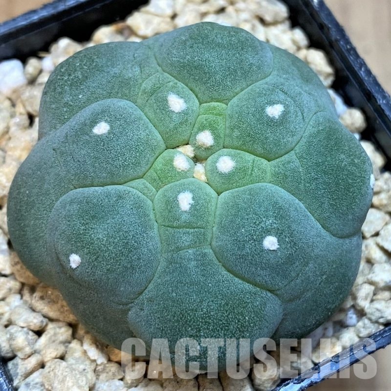 SH29458 Anhalonium frichii 'Kikko', seedling, own roots