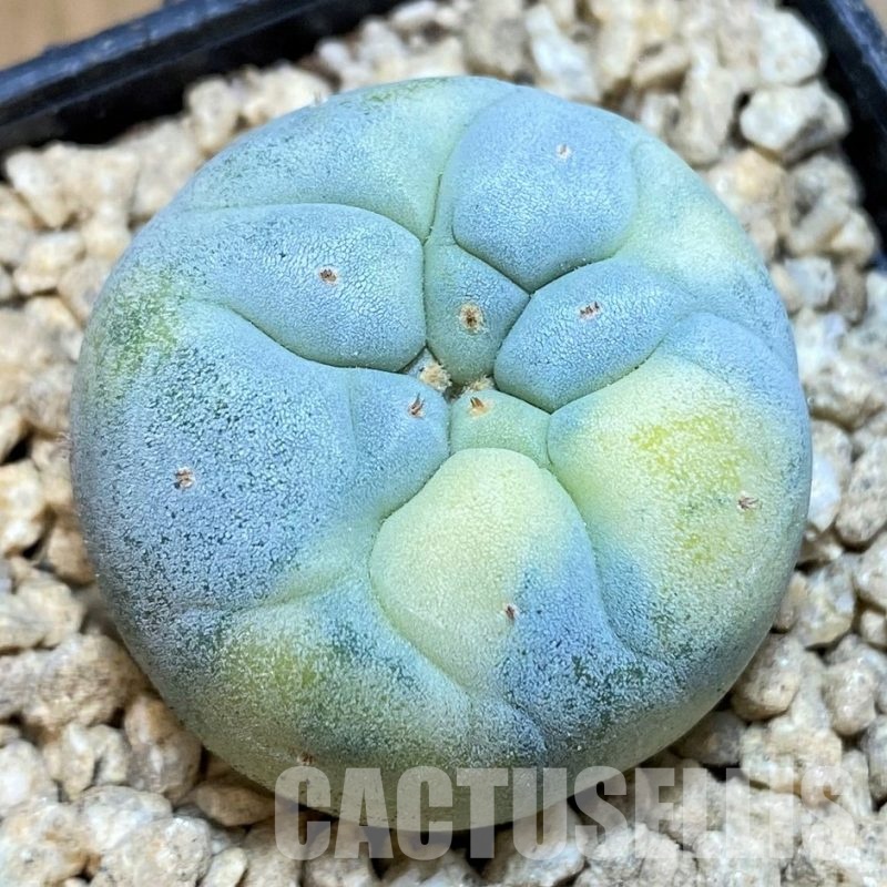 SH29459 Anhalonium frichii ‘Yatagai’ f. variegata, seedling, own roots