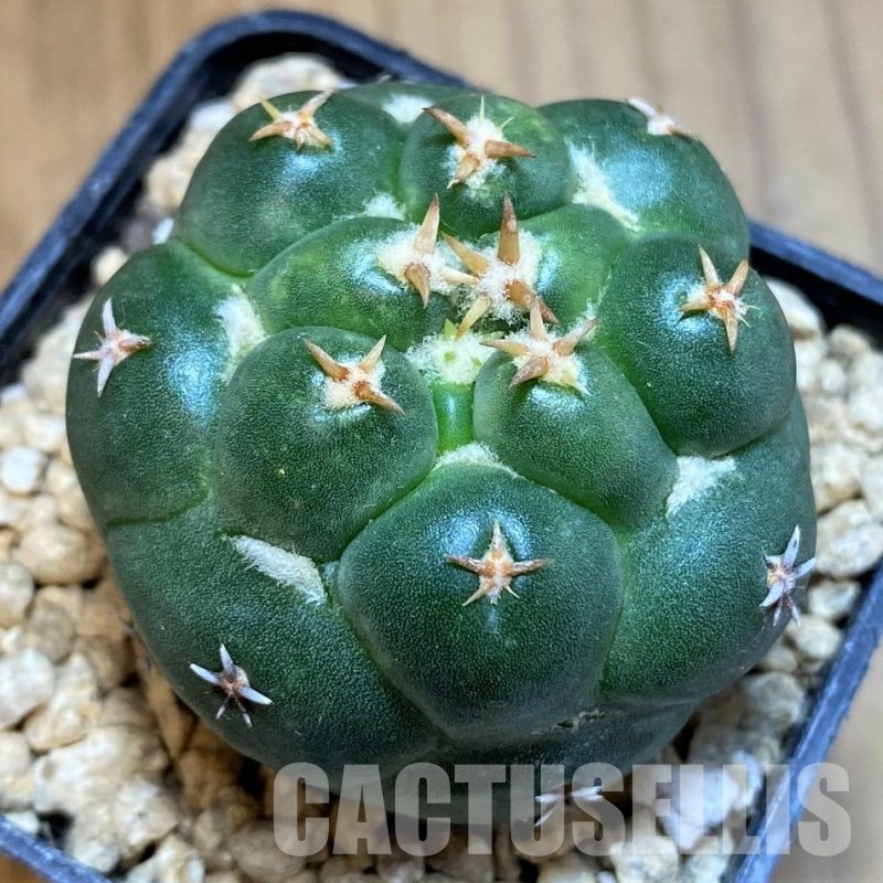 SH29460 Coryphantha elephantidens 'Double Thorns'