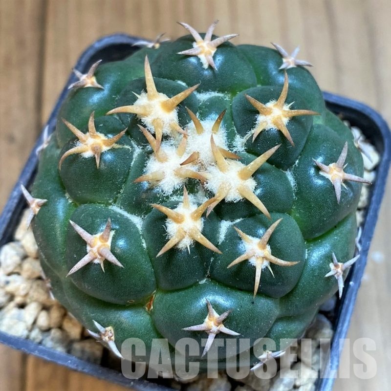 SH29461 Coryphantha elephantidens 'Tanshi'