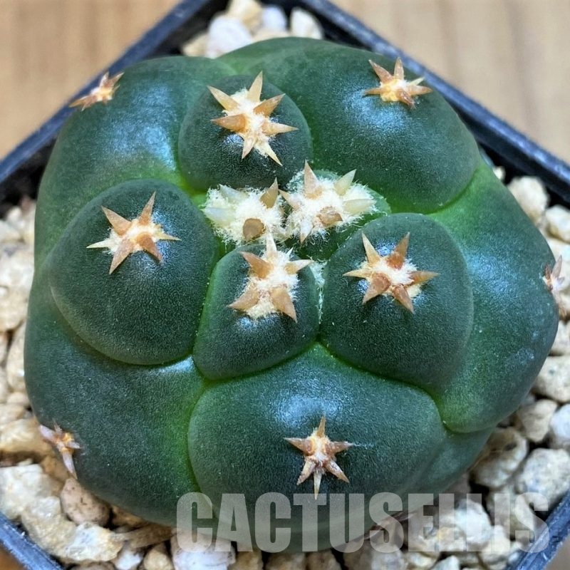SH29462 Coryphantha elephantidens 'Titan'