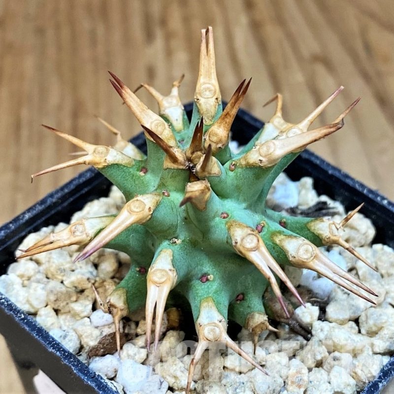 SH29463 Euphorbia venefica x groenewaldii