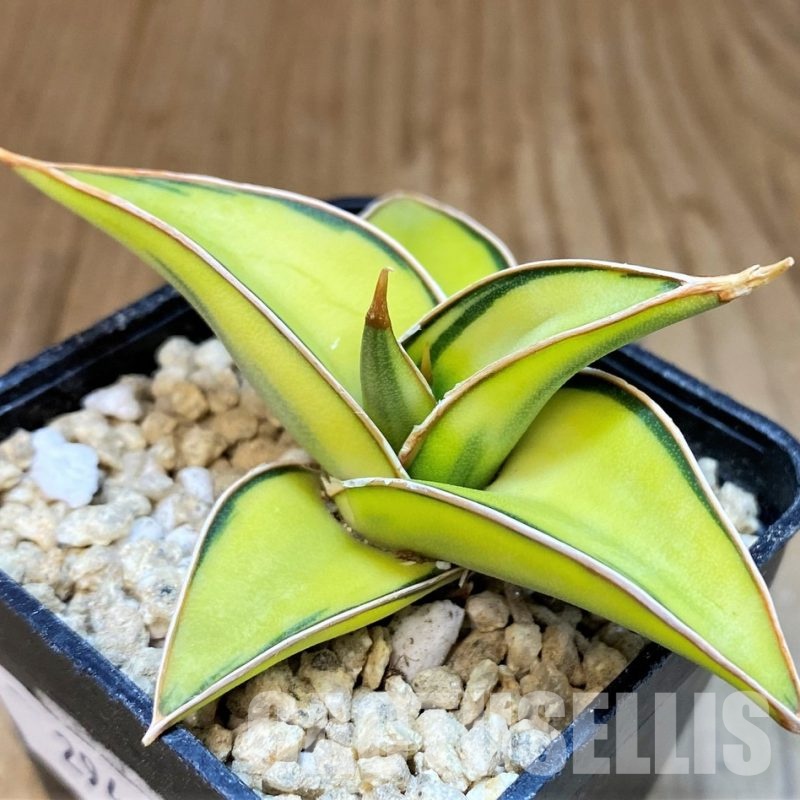 SH29464 Sansevieria lavranos 23251 f. variegata