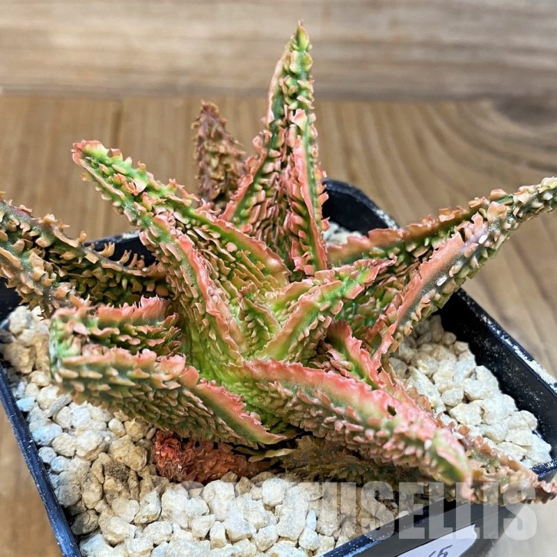 SH29465 Aloe TCT hybrid