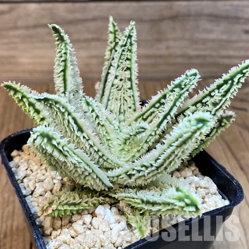 SH29466 Aloe TCT hybrid