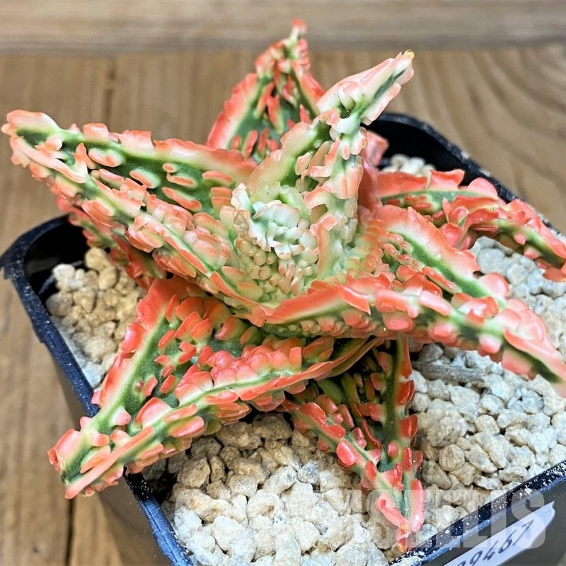 SH29467 Aloe TCT hybrid