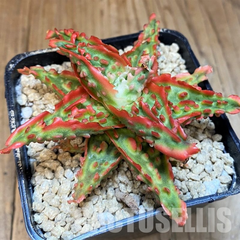 SH29468 Aloe TCT hybrid