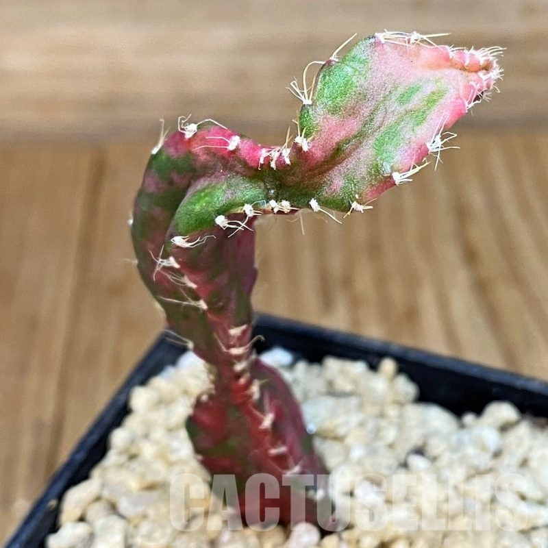 SH29413 Hylocalycium ‘Chimera variegata’