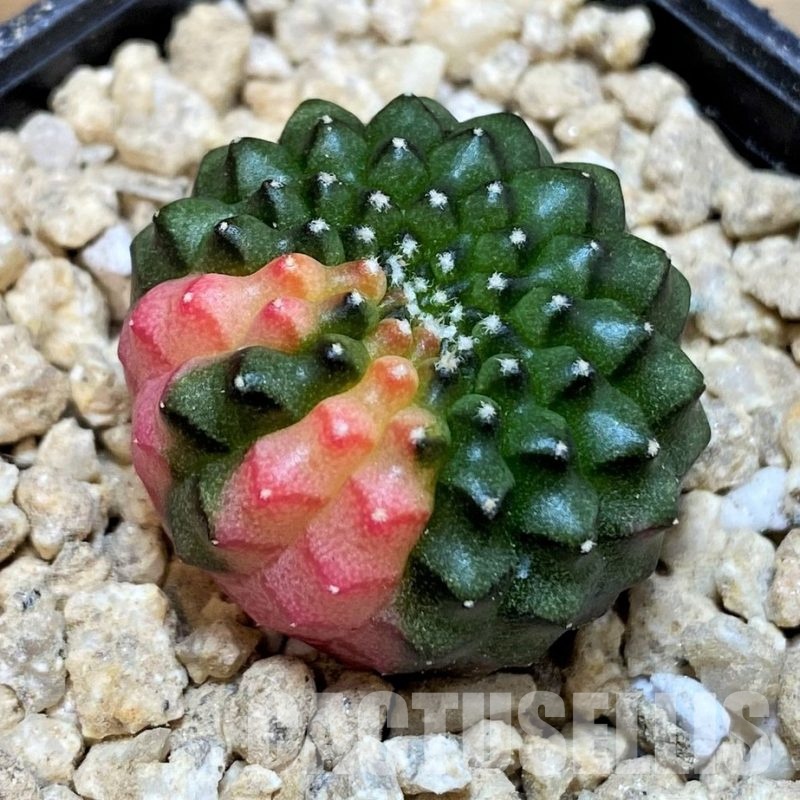 SH29414 Gymnocalycium mihanovichii 'inermis' f. variegata, seedling