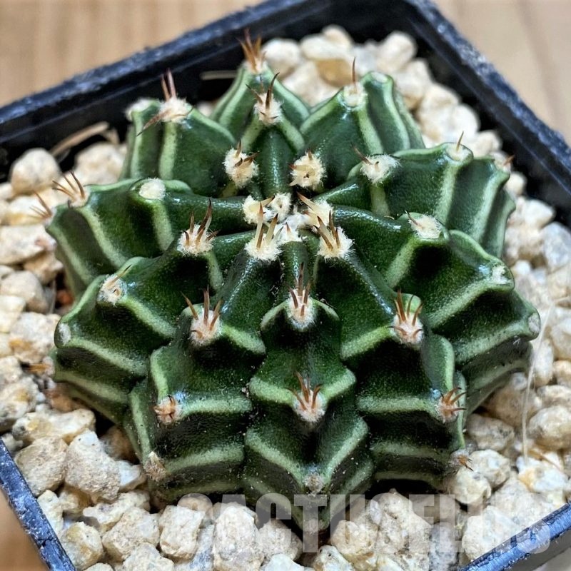 SH29415 Gymnocalycium mihanovichii ‘Tinkerbell’