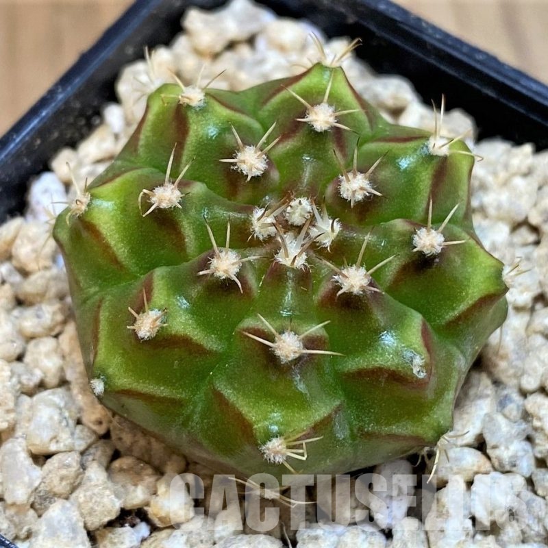 SH29417 Gymnocalycium mihanovichii ‘Neon’ hybrid