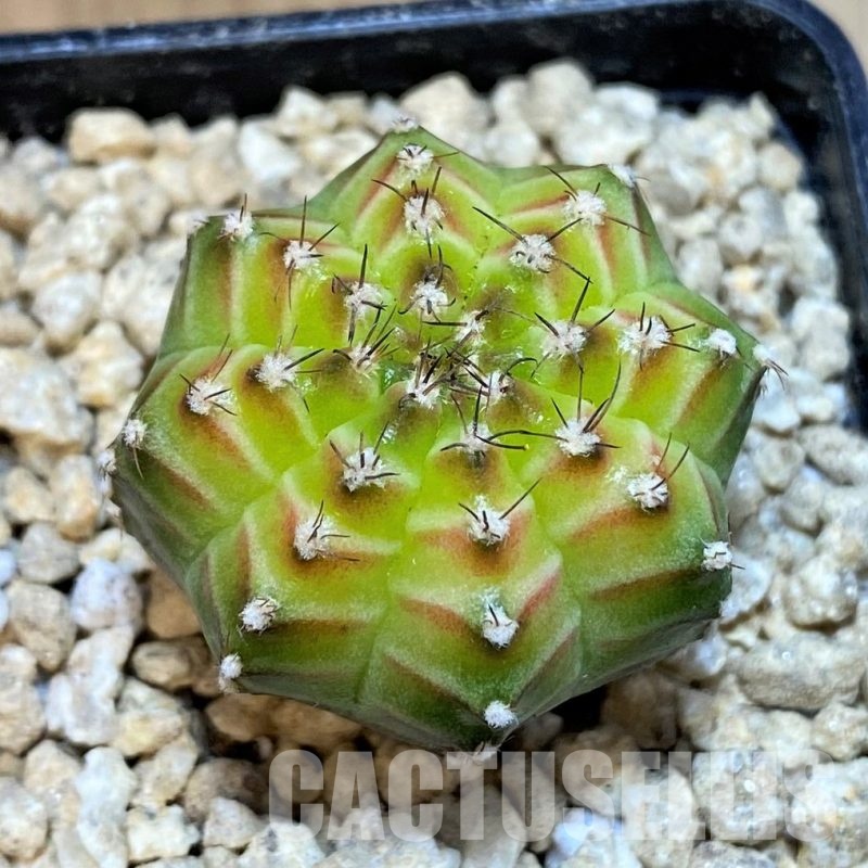 SH29418 Gymnocalycium mihanovichii ‘Neon’ hybrid