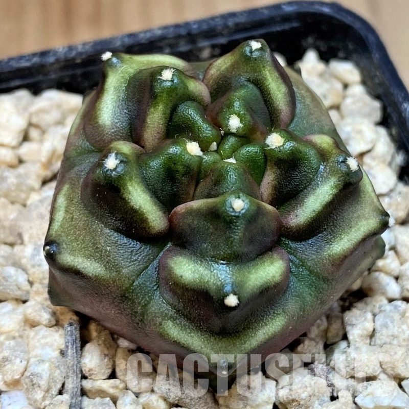 SH29420 Gymnocalycium mihanovichii f. monstrosa, 5 ribs