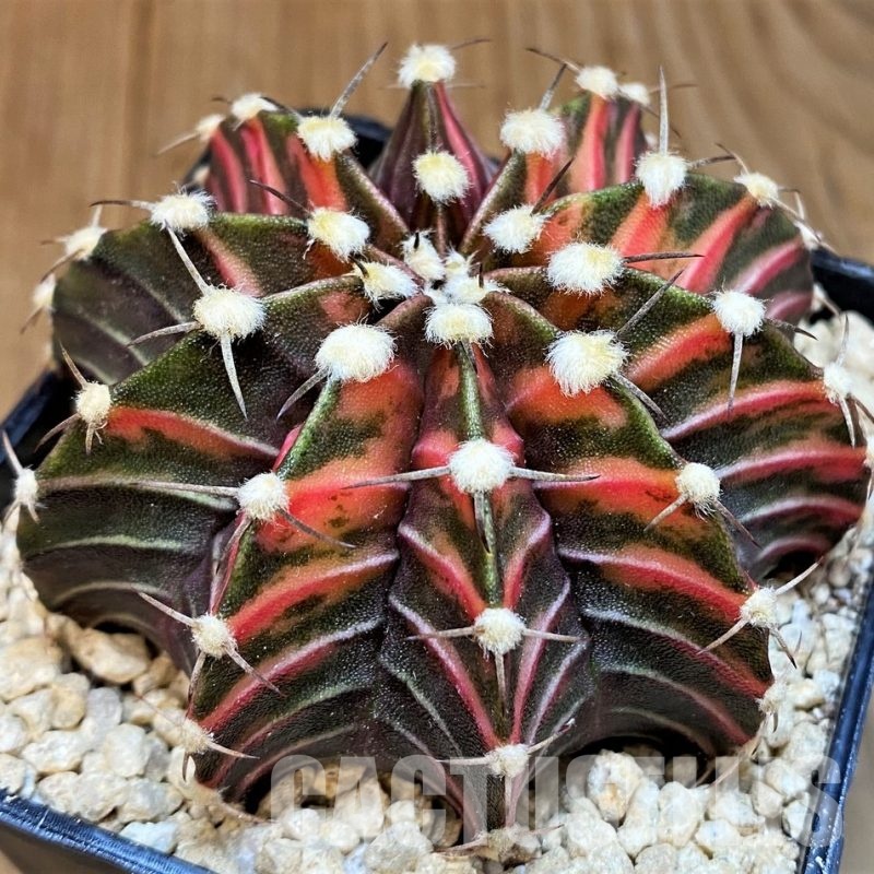 SH29421 Gymnocalycium friedrichii LB f. variegata, seedling