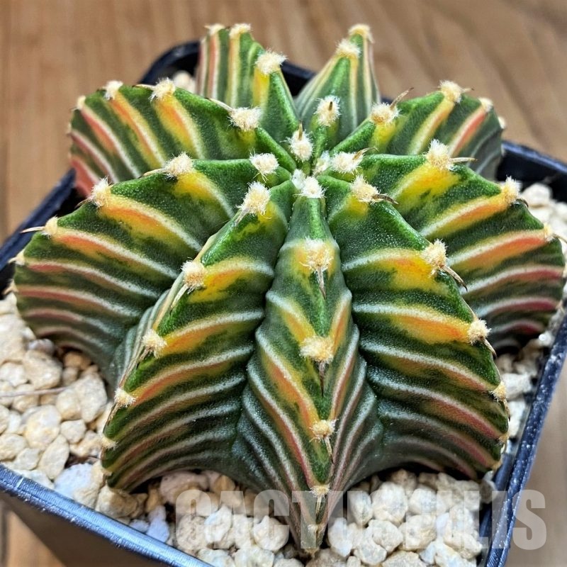 SH29422 Gymnocalycium friedrichii LB f. variegata, seedling