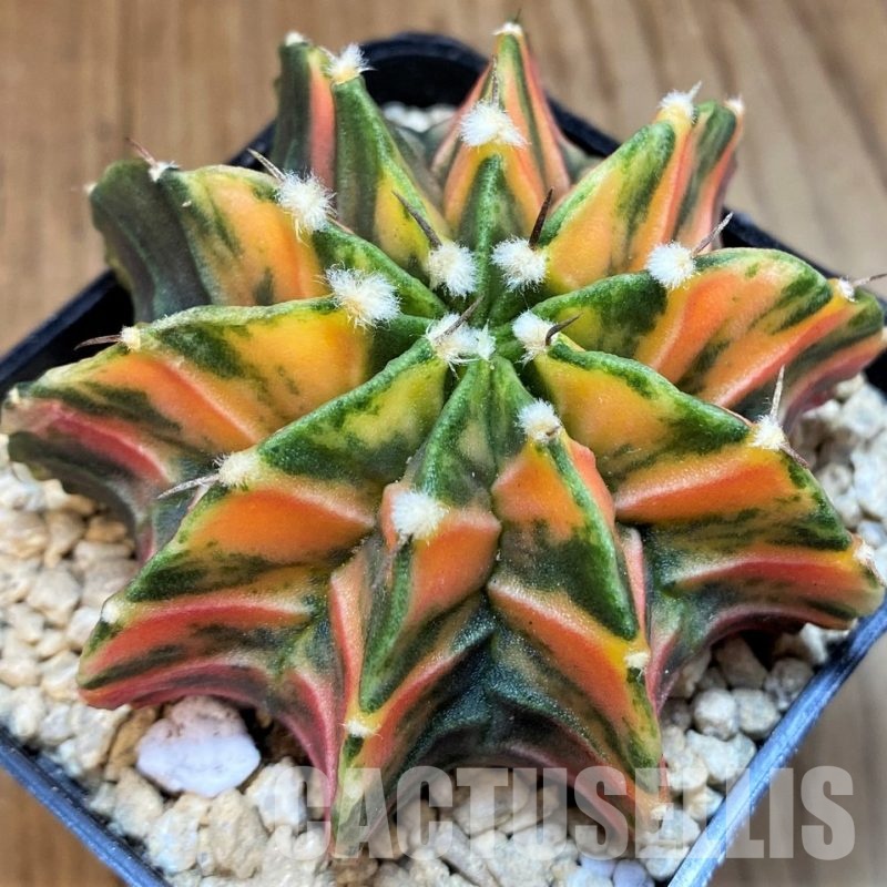 SH29423 Gymnocalycium friedrichii LB f. variegata, seedling