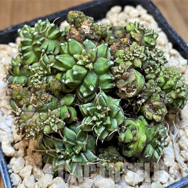 SH29425 Gymnocalycium mihanovichii 'Green Crocodile'