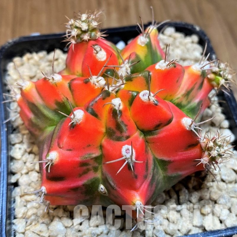 SH29426 Gymnocalycium mihanovichii T31115