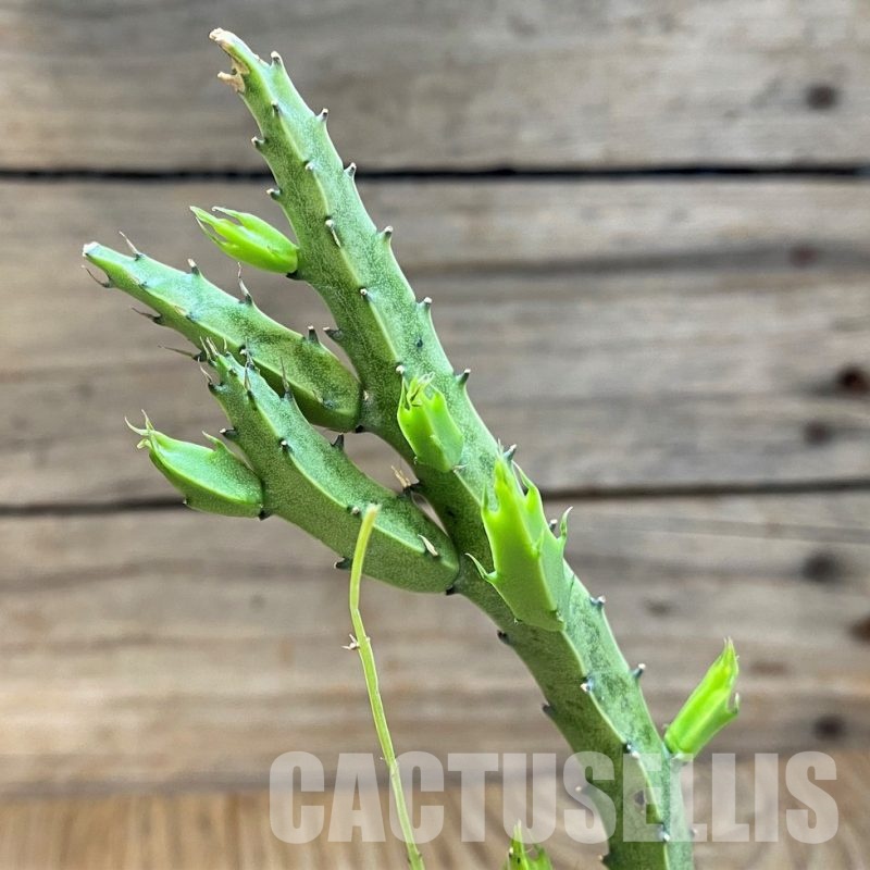 SH29409 Caralluma flavovirens