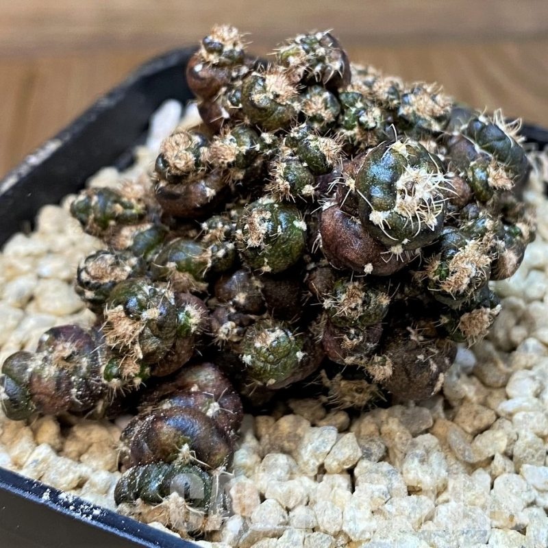 SH29427 Gymnocalycium mihanovichii 'Cauliflower Coral'