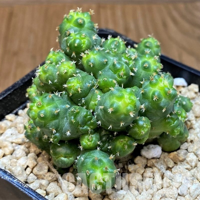 SH29428 Coryphantha bumamma f. monstrosa