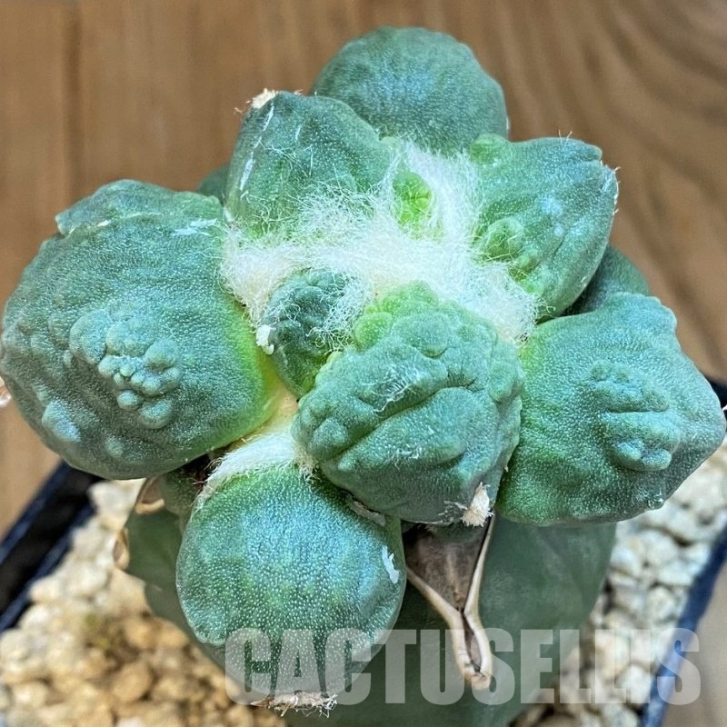 SH29431 Ariocarpus 'Maruibo' x Ariocarpus 'Cauliflower' x Ariocarpus retusus ‘Three Finger’,grafted