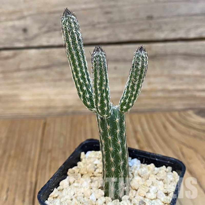 SH29432 Wilcoxia poselgeri