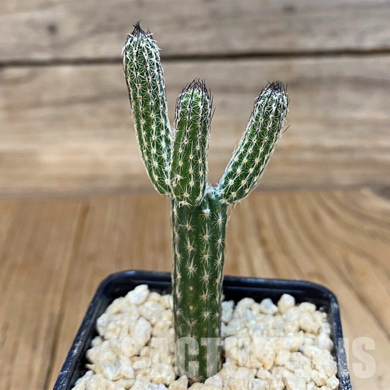 SH29433 Wilcoxia poselgeri