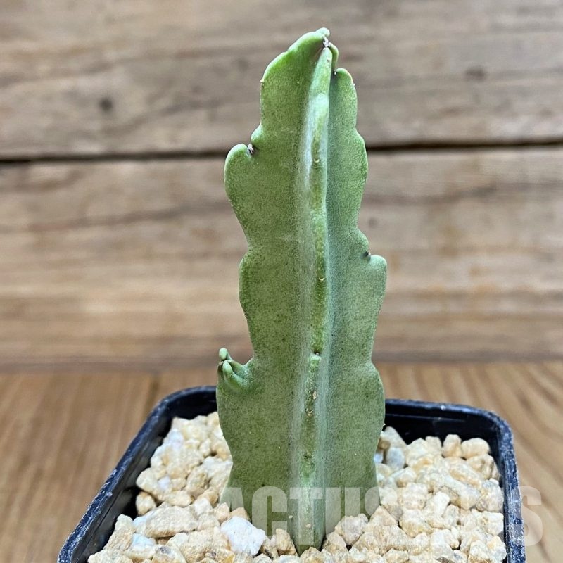 SH29410 Caralluma flava