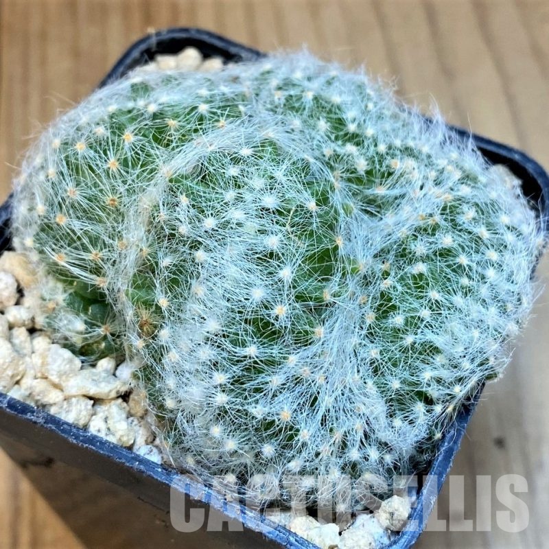 SH29435 Mammillaria baumii f. cristata