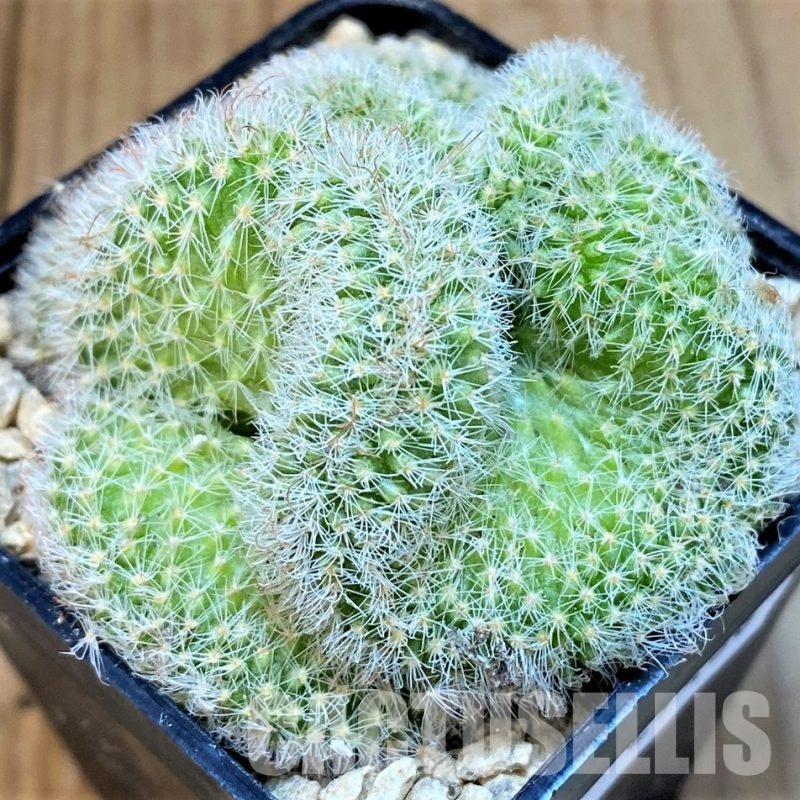 SH29436 Mammillaria geminispina f. cristata