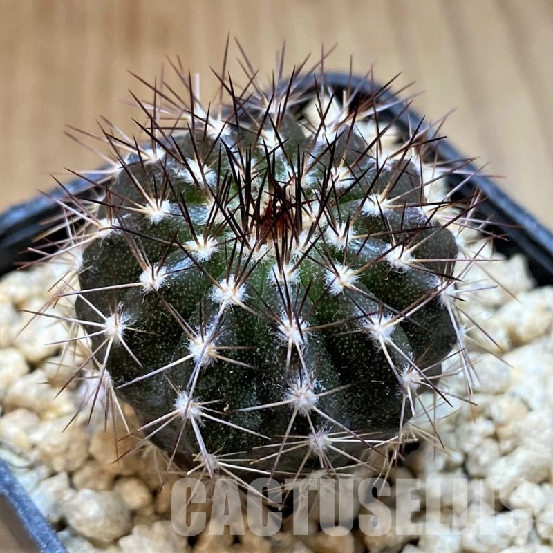 SH29437 Uebelmannia pectinifera, seedling