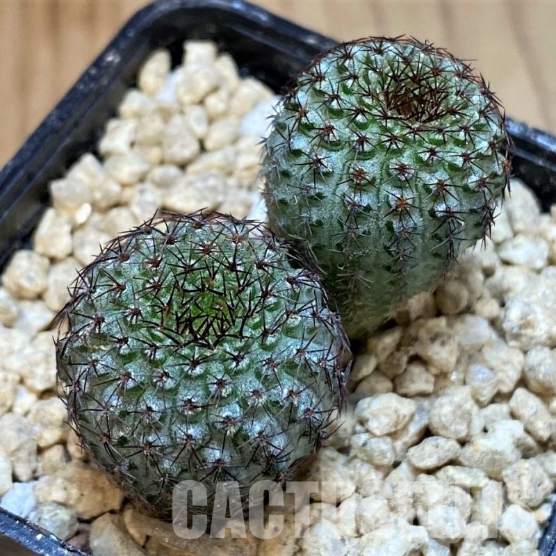 SH29438 Frailea chiquitana, seedling 2 plants