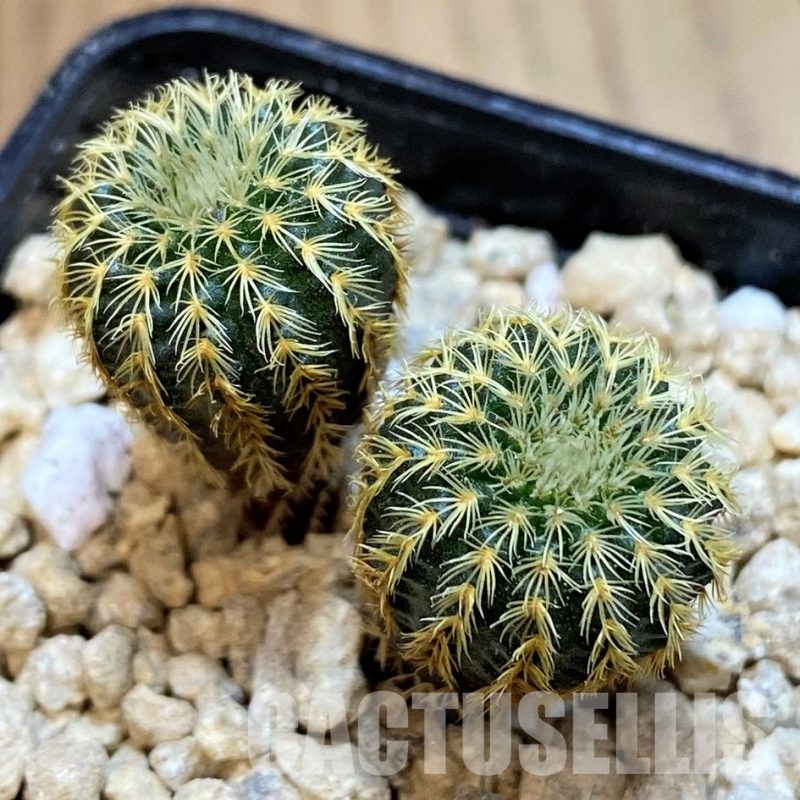 SH29439 Frailea magnifica, seedling 2 plants