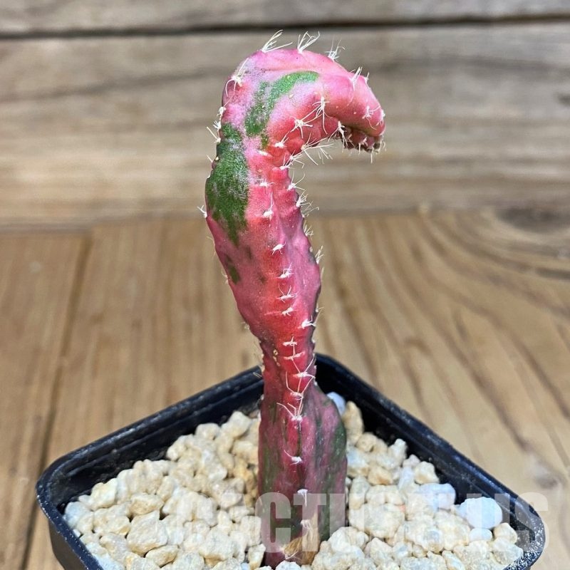 SH29595 Hylocalycium ‘Chimera variegata’