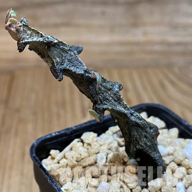 SH29529 Ceropegia bosseri